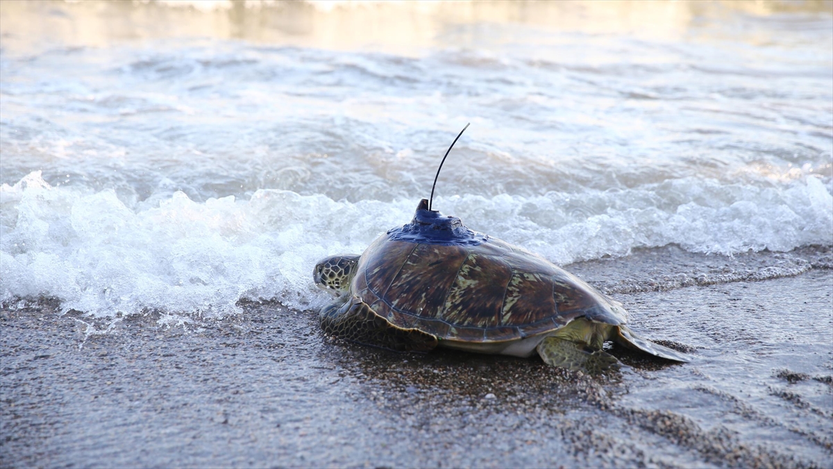 Mersin'de uydu takip cihazı takılan yeşil deniz kaplumbağası mavi sulara bırakıldı