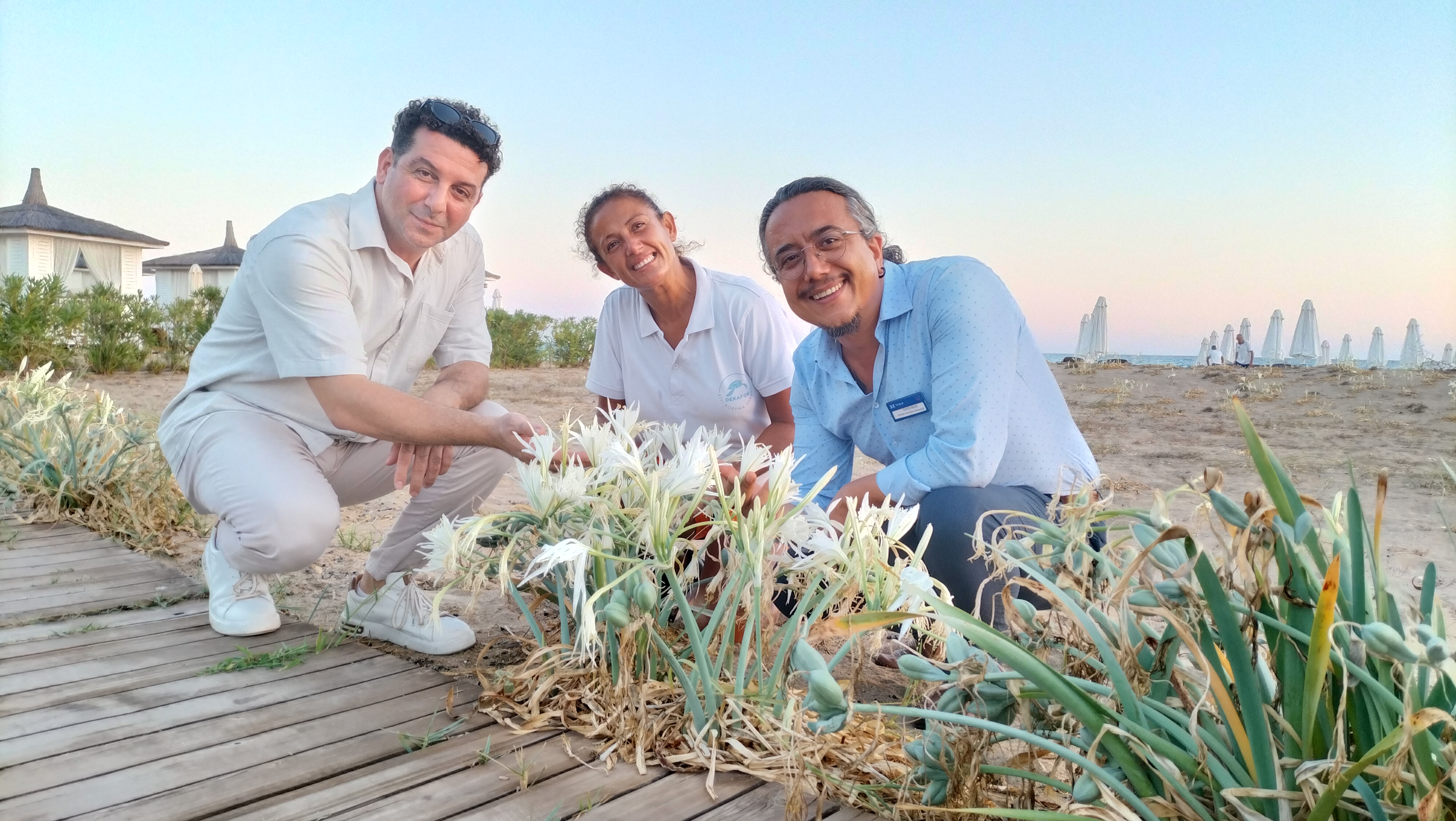 Antalya sahillerinde beyaz mucize, kum zambakları fotoğraf tutkunlarını bekliyor