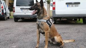 Narkotik Köpeği 7 Kilo 150 Gram Sentetik Uyuşturucu Ele Geçirilmesini Sağladı