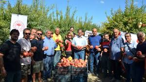 Serik'te bu yıl 34 bin 359 ton  nar hasadı başladı