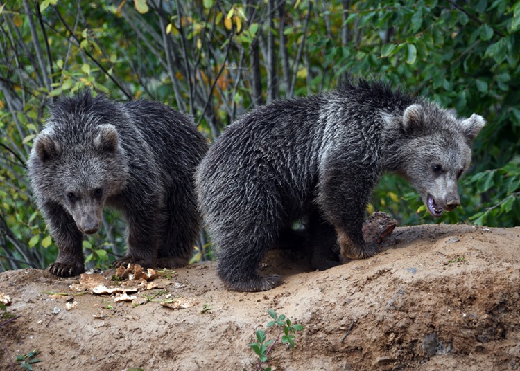  Sevimli Ayı Yavruları Kara Yolunun Kenarına Mesken tuttu