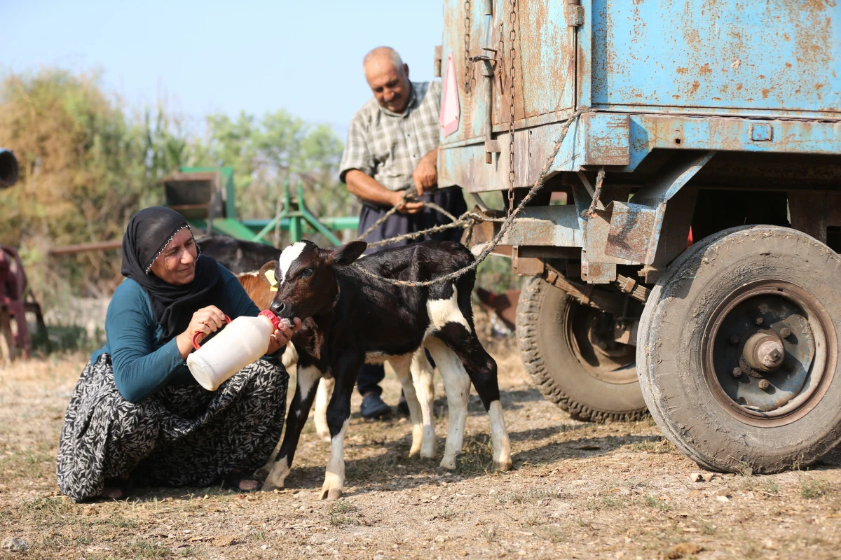 40 yıllık besici &ccedil;iftin b&uuml;y&uuml;k şaşkınlığı: Aynı anda &uuml;&ccedil; buzağı doğdu