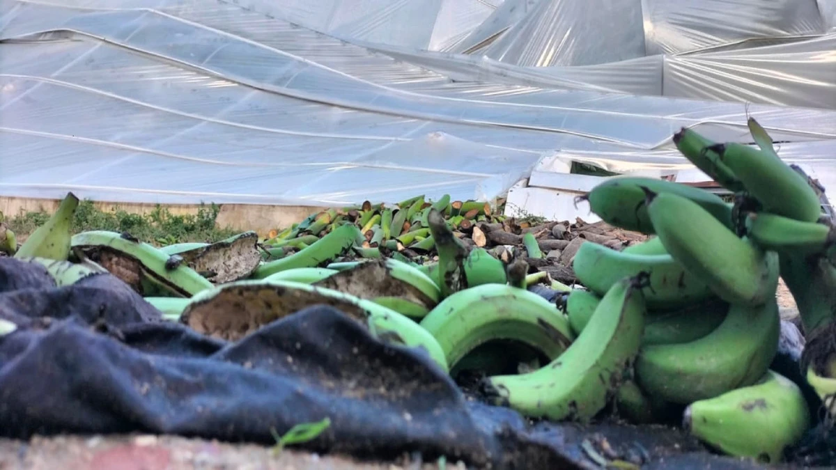 Antalya Manavgat’ta hortum seraları vurdu: 16 dönümde milyonluk hasar