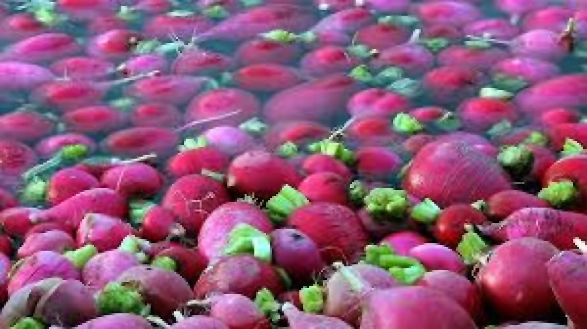 Bedeş turpu" adıyla bilinen kırmızı turpun hasadı