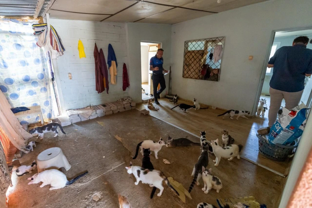 Bir Evden Yaklaşık 100 Kedi &Ccedil;ıktı: K&ouml;t&uuml; Koku Ger&ccedil;eği Ortaya &Ccedil;ıkardı!