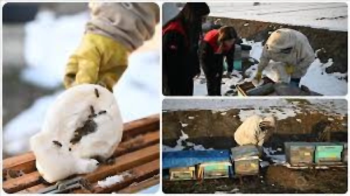 Devlet desteğiyle depremde Kaybettiği arılarını kavuştu