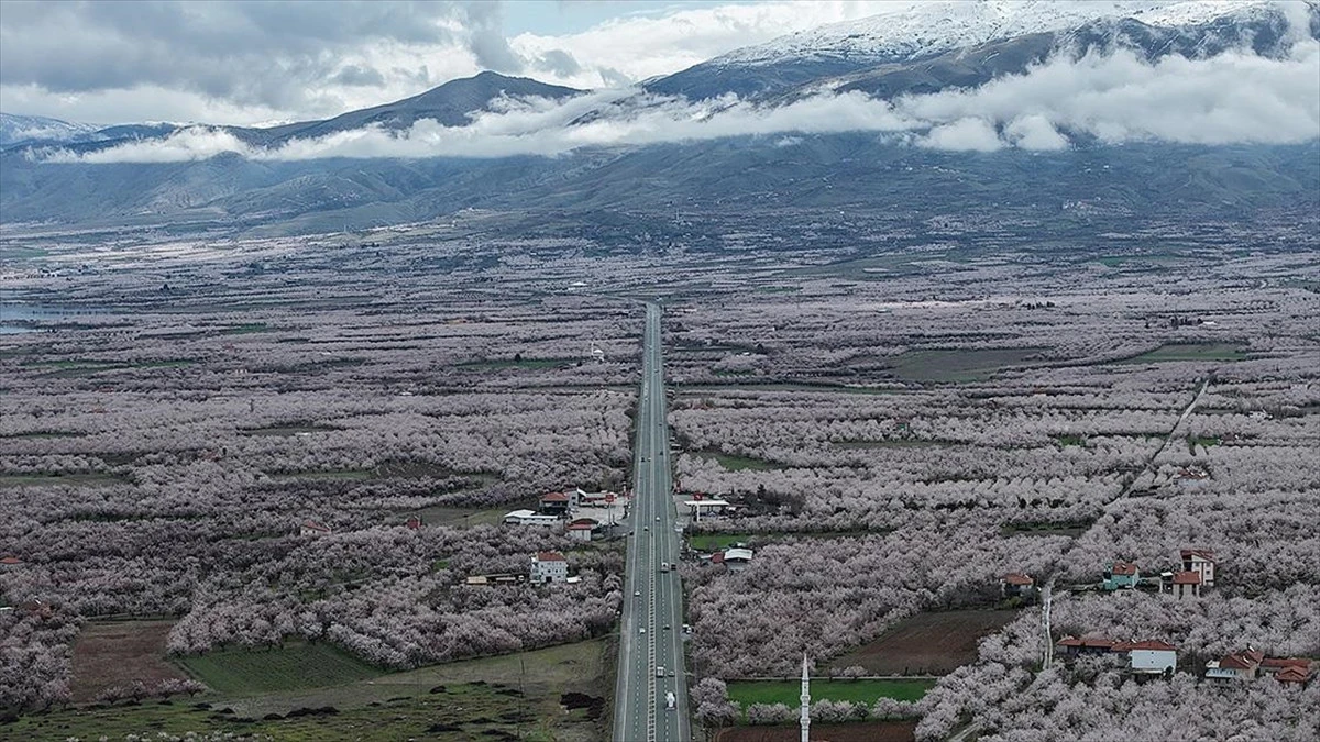 Malatya&rsquo;da Kayısı Bah&ccedil;eleri Gelinliğini Giydi