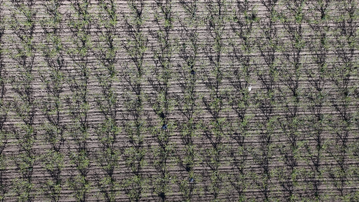 Marmara&rsquo;da Zirai Don Alarmı: &Uuml;reticiye Kritik Uyarı