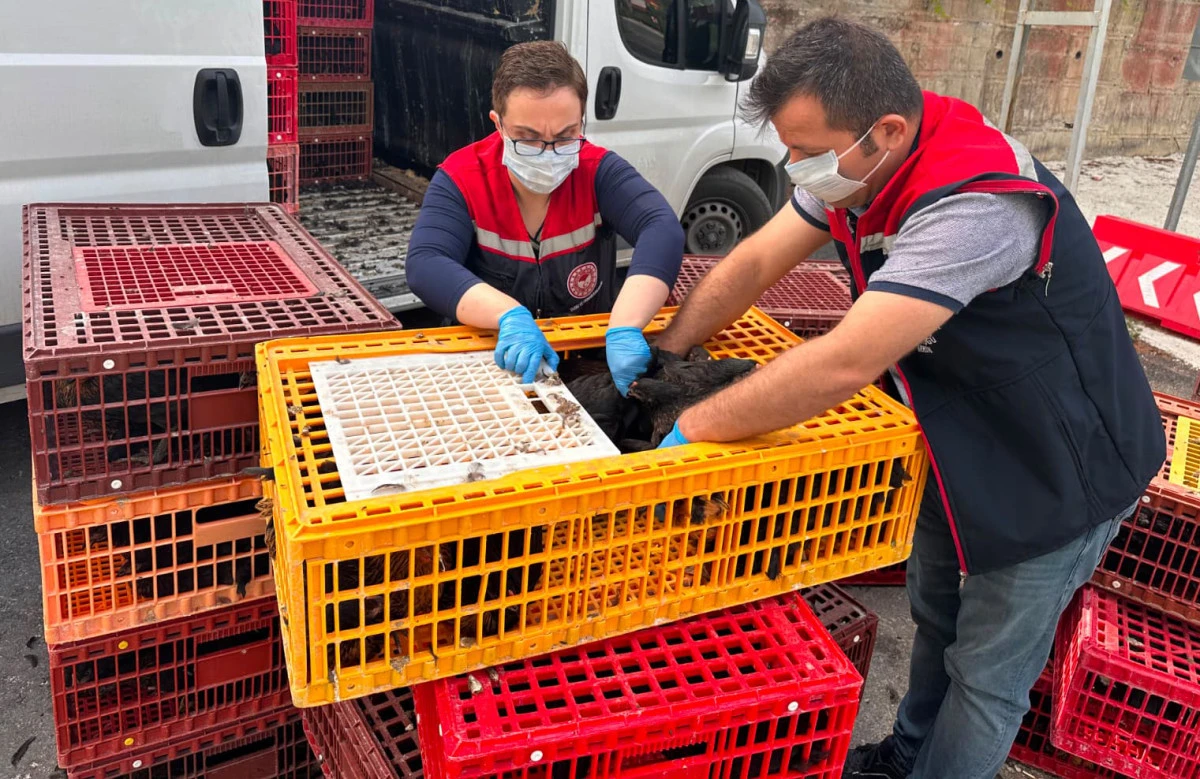 Mersin'de Gıda G&uuml;venliği Alarmı: 5 Bin 890 Tavuk İmha Edildi