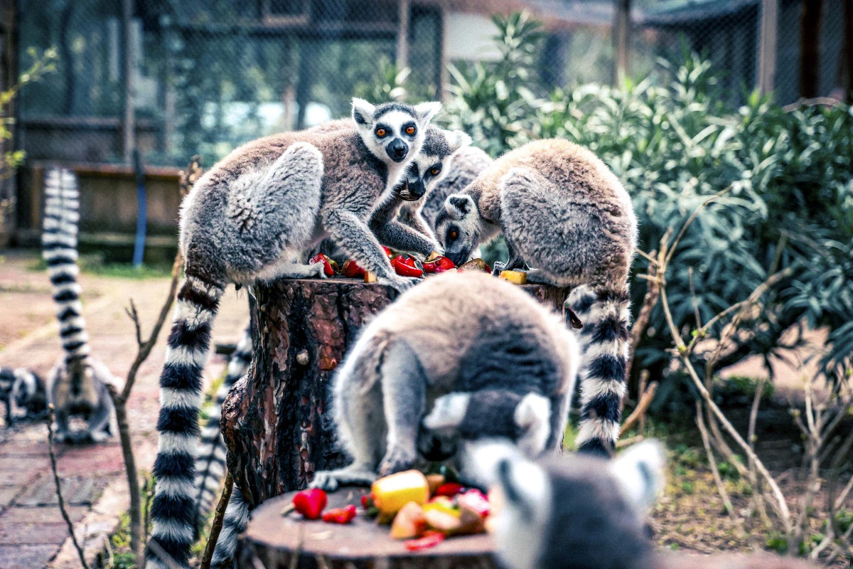 Minik Lemur &ldquo;Zabumafu&rdquo; Antalya&rsquo;nın Yeni Sevimli Yıldızı