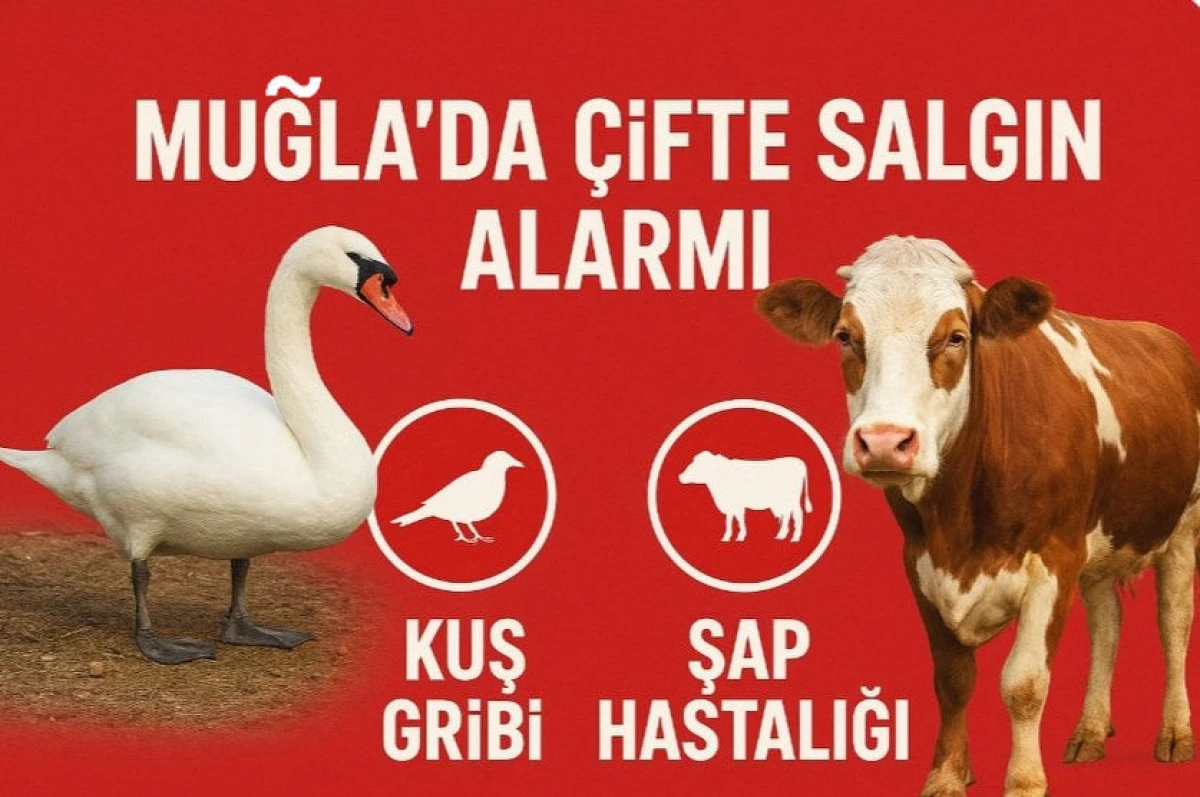 Muğla&rsquo;da &Ccedil;ifte Salgın Alarmı Kuş Gribi, Şap Hastalığı!