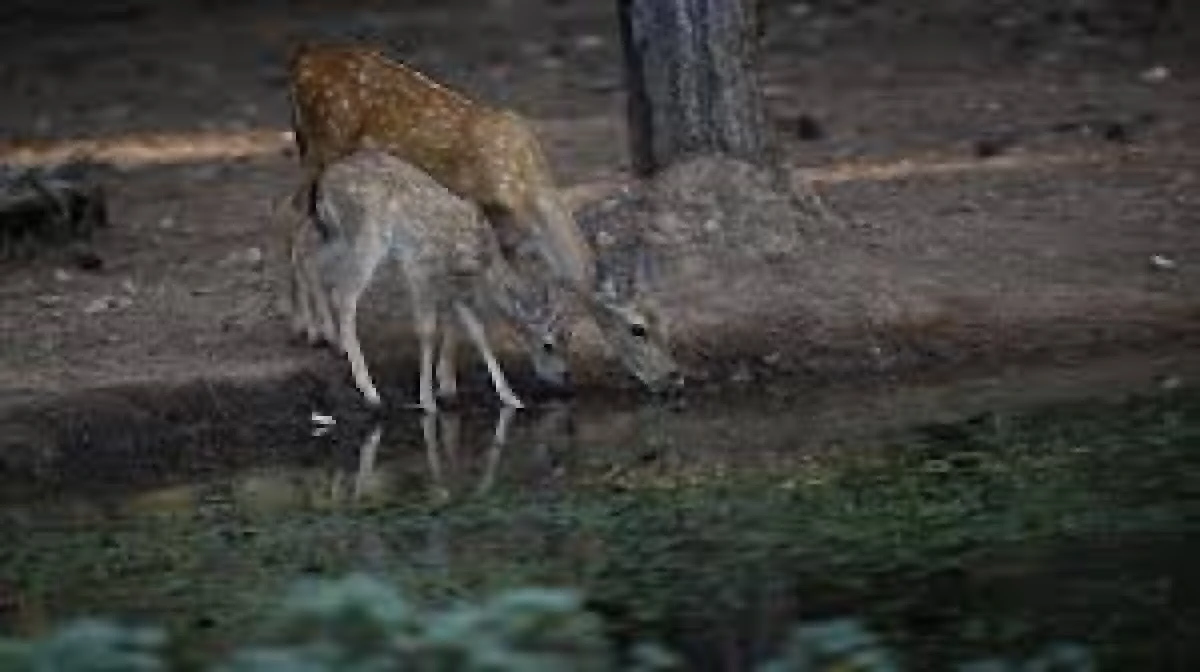 ​Nesli tehdit altındaki alageyik ve yavruları