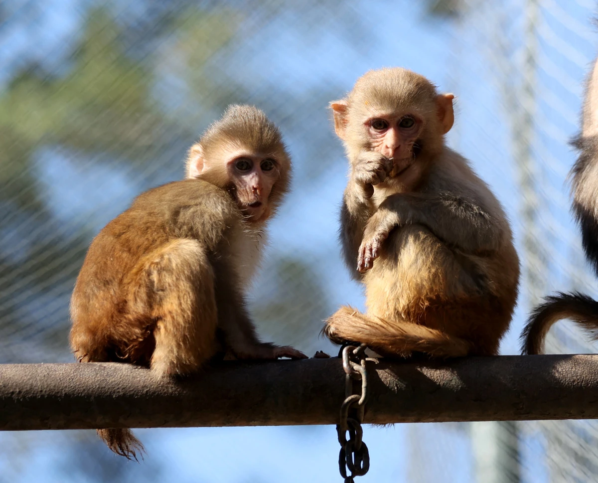 Uyuşturucu ş&uuml;phelilerinden kurtuldu, Şimdi Yetimler Barınağında
