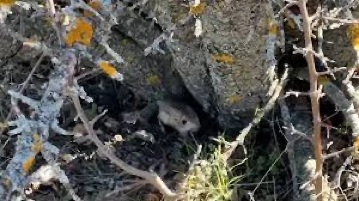Satışı ve Bulundurulması Yasak 2 Arap Tavşanı, Doğaya Salındı.