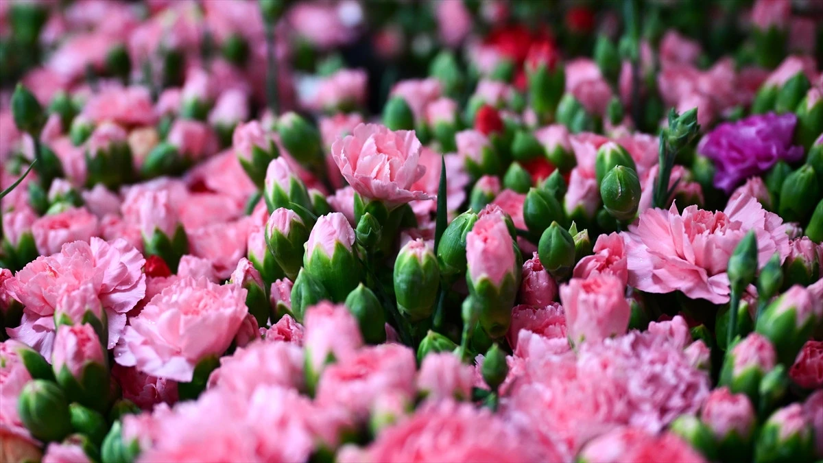 T&uuml;rkiye'den 2025'te 83 &uuml;lkeye &ccedil;i&ccedil;ek ihracatı yapıldı