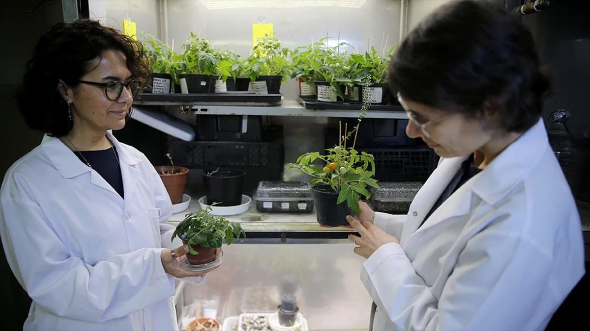 Uzay Toprağında Domates Deneyi: Analiz S&uuml;reci Başladı