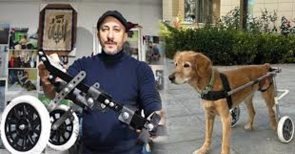 Y&uuml;r&uuml;te&ccedil; ve uygulanan tedaviyle yeniden y&uuml;r&uuml;yen kuzu - k&ouml;pek