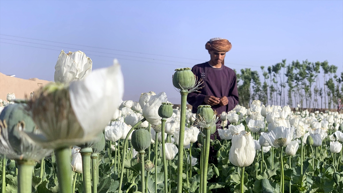 Taliban uyuşturucu ile sarhoşluk veren tüm maddelerin üretim ve tüketimini yasakladı