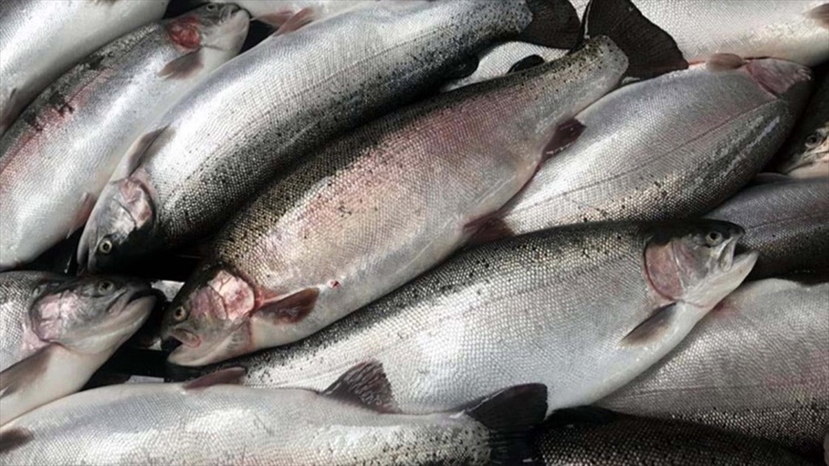 Doğu Karadeniz’den ilk çeyrekte 5 milyon dolarlık Türk somonu ihraç edildi