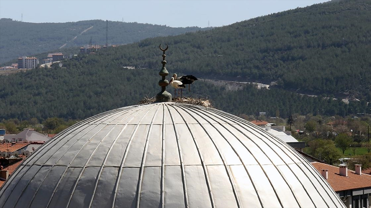 AA-20220421-27630814-27630813-LEYLEKLER_20_YILDIR_AYNI_KUBBEYE_YUVA_KURUYOR