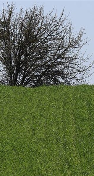 Sap-saman kepek ithal, okumak viral bir durum olmuşsa