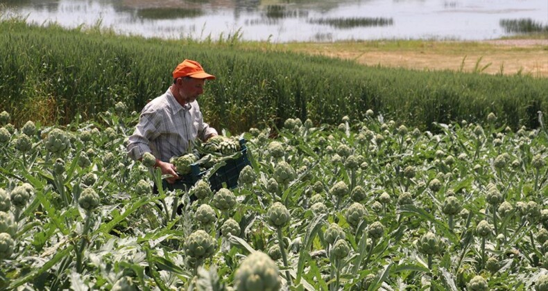 Kandıra’da ilk kez alternatif ürün olarak ekilen enginar üreticisini sevindirdi