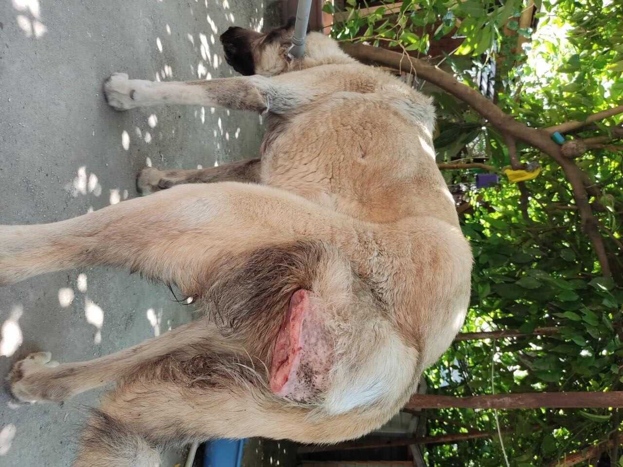 SOKAK KÖPEĞİNDEN 860 GRAM BÜYÜKLÜĞÜNDE TÜMÖR ALINDI