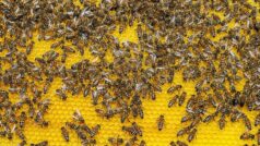 Avustralya’da parazit riski sebebiyle bal arıları karantinaya alındı