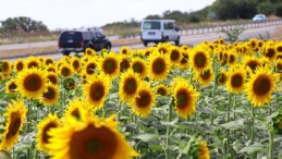 Tekirdağ’da ayçiçeği tarlaları sürücülere ‘renkli rota’ sunuyor