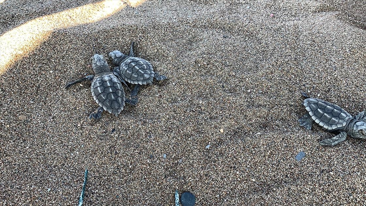 Caretta caretta yavruları mavi sularla buluşmaya başladı