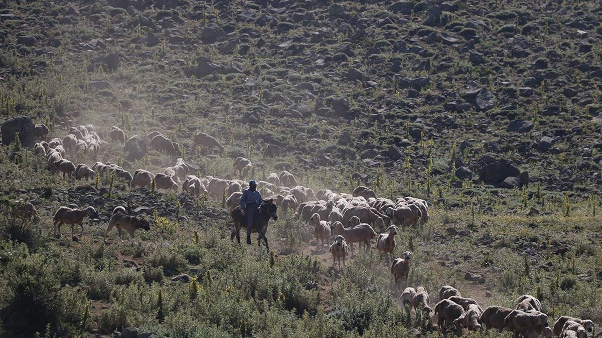 Sel nedeniyle boşaltılan köyünün yaylalarında 30 yıldır koyun otlatıyor