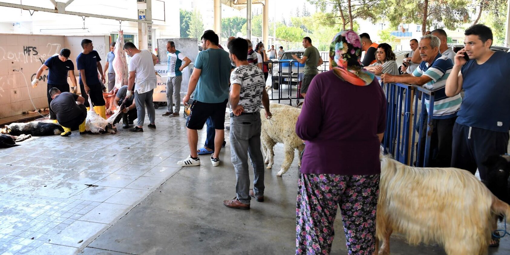 Konyaaltı'ndan ücretsiz kurban hizmeti (1)