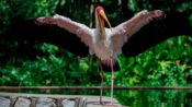 Malezya’daki kuş cenneti: Kuala Lumpur Kuş Parkı