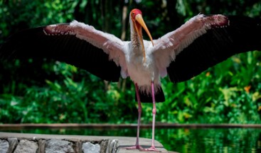 Malezya’daki kuş cenneti: Kuala Lumpur Kuş Parkı