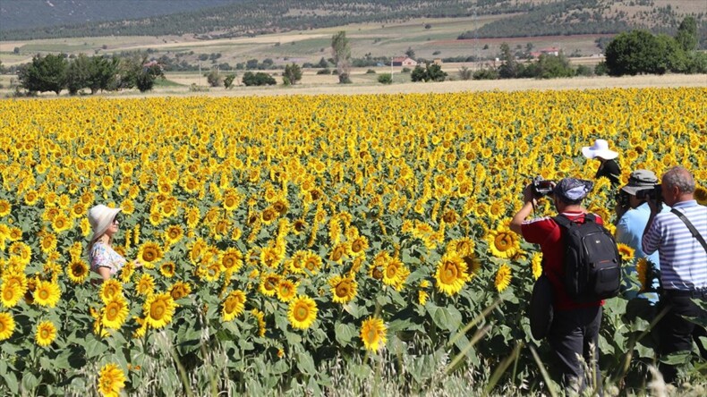 Burdur’un lavanta gibi ayçiçeğiyle de turist çekmesi hedefleniyor