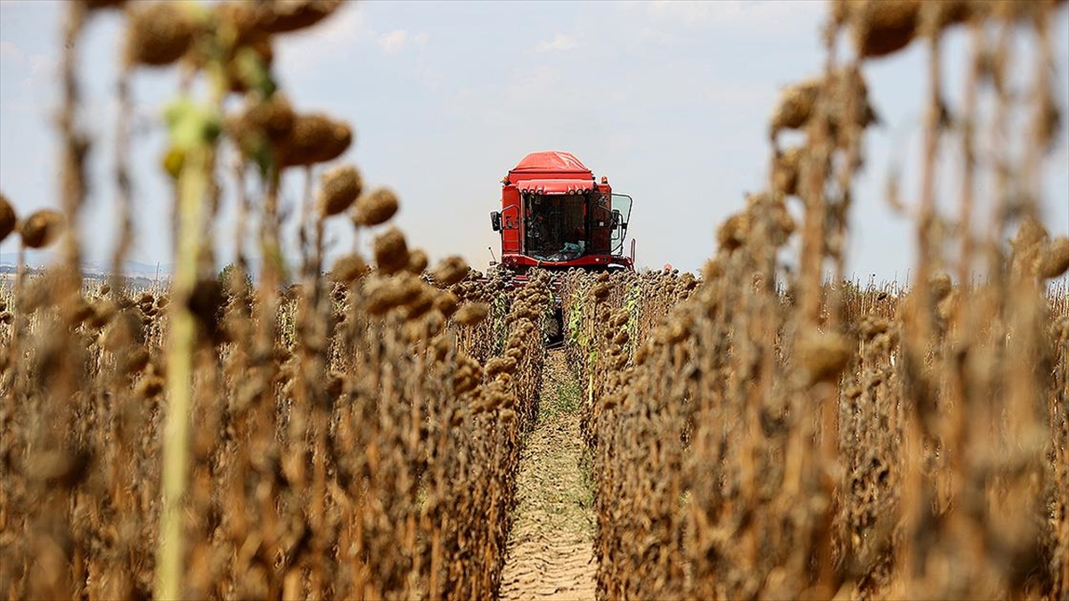 Türkiye’nin önemli ayçiçeği üretim merkezlerinden Edirne’de hasat mesaisi başladı