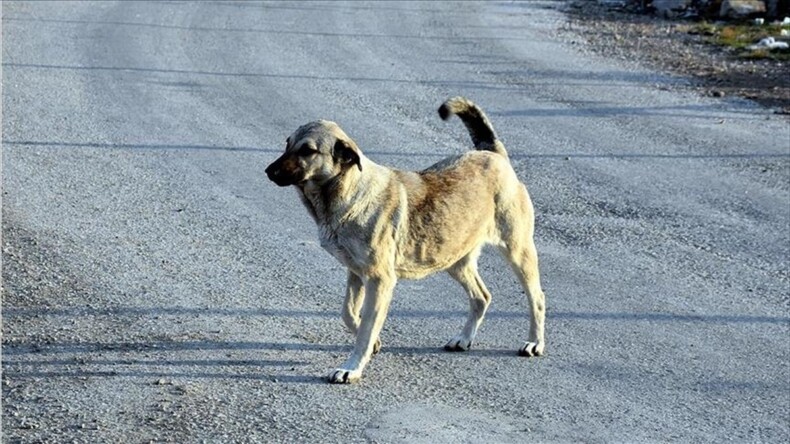 Şaka gibi çalındı sanılan ziynet eşyası dolu çantayı sahipsiz köpeğin aldığı anlaşıldı