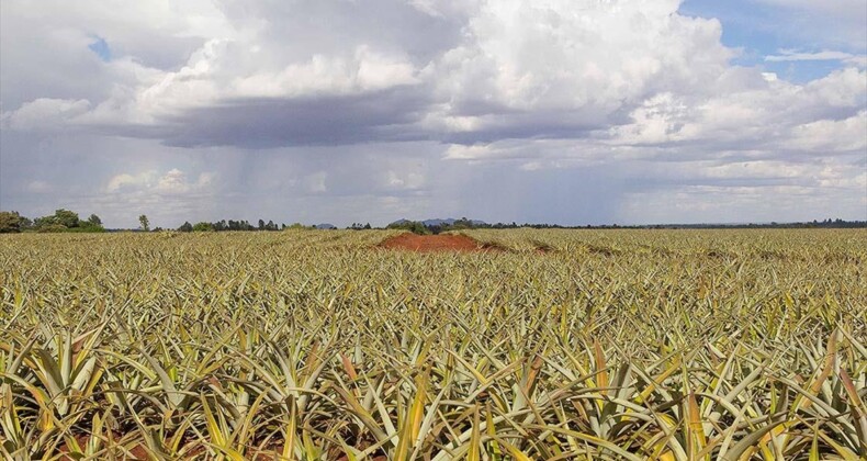 Rapor: Afrika’da tarımda daha fazla verim için yılda 257 milyar dolara ihtiyaç var