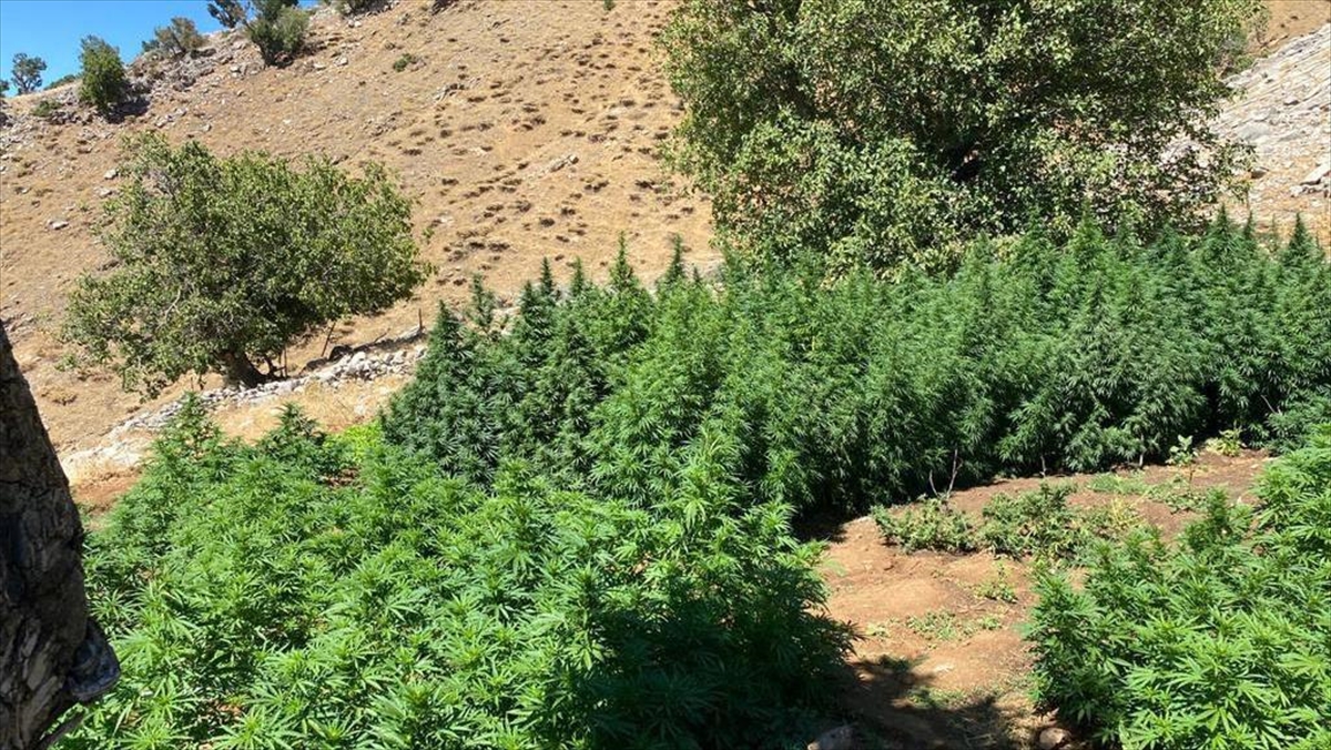 Bingöl’de 3 milyon 257 bin kök kenevir ele geçirildi