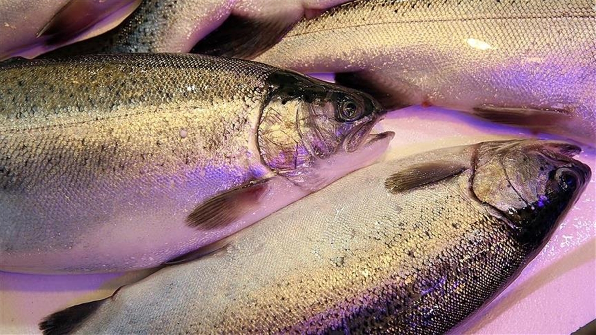 Karadeniz’den 8 ayda 81,6 milyon dolarlık Türk somonu ihraç edildi