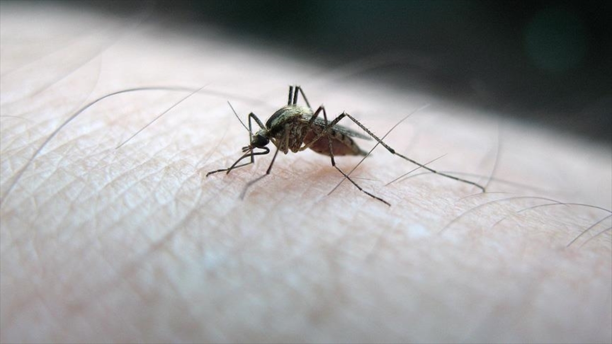 İstanbul’da sivrisinek kaynaklı alerjik reaksiyonla hastaneye başvurularda artış