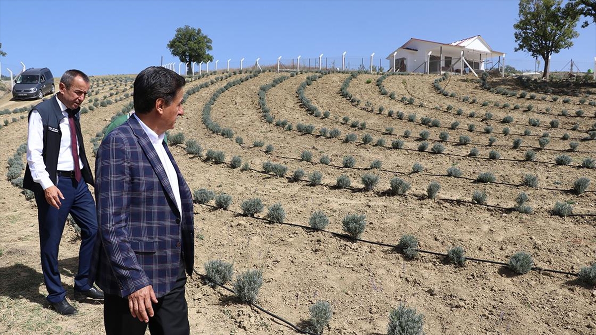 Safranbolu’da lavanta kokulu safran bahçeleri agroturizmi canlandıracak