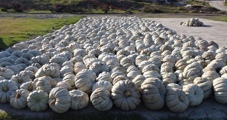 Bilecik’in raf ömrü bir yılı bulan kestane kabağı Türkiye’nin birçok iline gönderiliyor