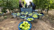 Isparta’nın elma bahçelerinde hasat hareketliliği