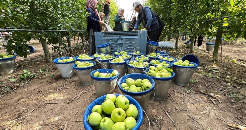 Isparta’nın elma bahçelerinde hasat hareketliliği