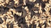 Gıda atıkları siyah asker sineğiyle protein deposu yeme dönüşüyor