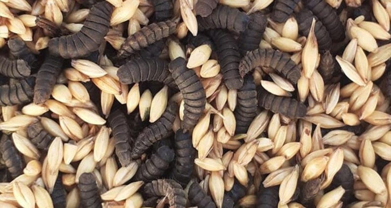 Gıda atıkları siyah asker sineğiyle protein deposu yeme dönüşüyor