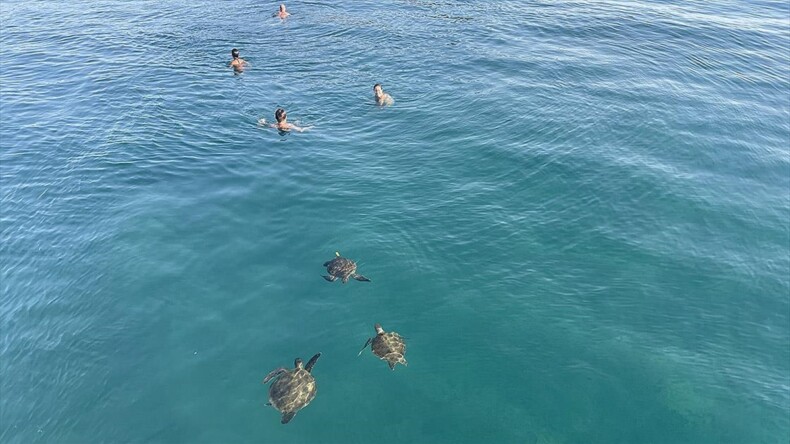 Mavi tura çıkanlara “deniz kaplumbağalarını beslemeyin, uzaktan sevin” uyarısı