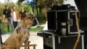 Dikkat Köpek Var” filmi, hayvan haklarına dikkati çekecek