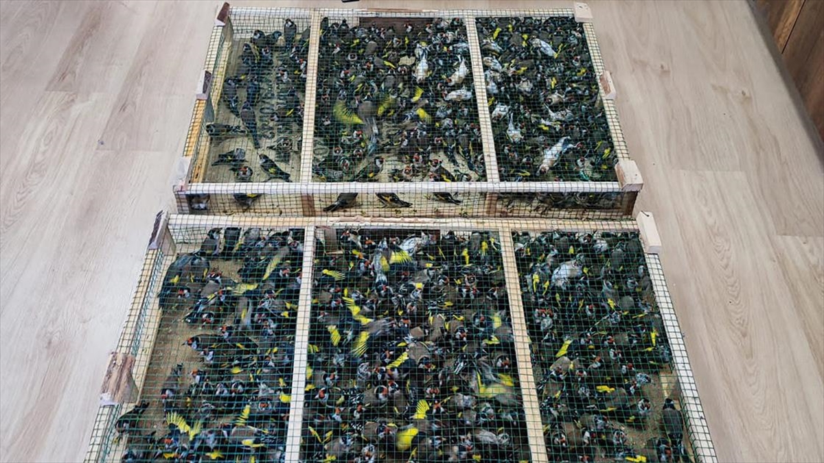 Çobanbey Gümrük Kapısı’nda 900 saka kuşu ele geçirildi